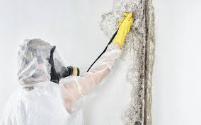 Best Forensic Mold Investigation  in Leonardtown, MD